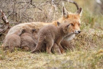 Red fox cub in nature in springtime