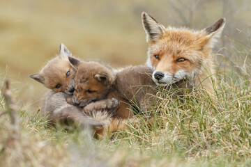 Plakat Red fox cub in nature in springtime
