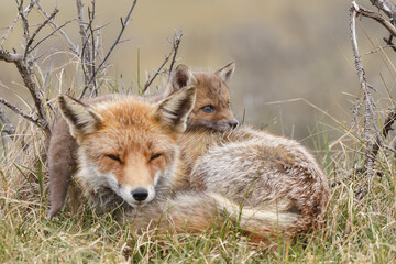 Red fox cub in nature in springtime