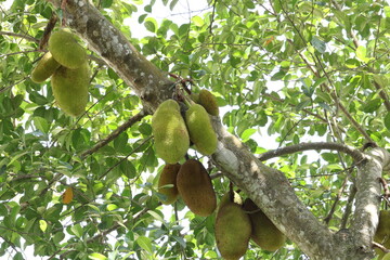 jackfruit tree in kerala 