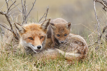 Red fox cub in nature on a springday.