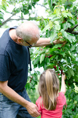 Grandfather helping her granddaughter pick cherries from the tree