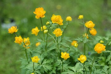 yellow wild flowers on green meadow background close up photo