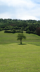panoramic view of a single tree on sunny green