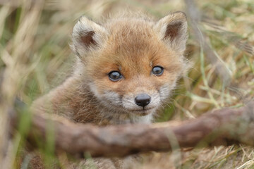 Red fox cub in nature on a springday.
