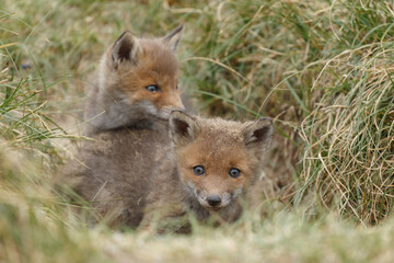 Red fox cub in nature on a springday.