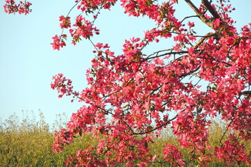 yellow leaves in autumn