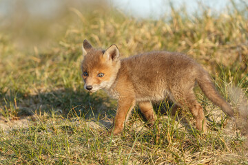 Red fox cub in nature on a springday.