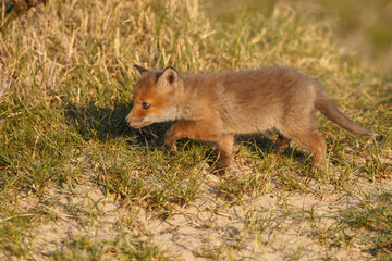 Red fox cub in nature on a springday.