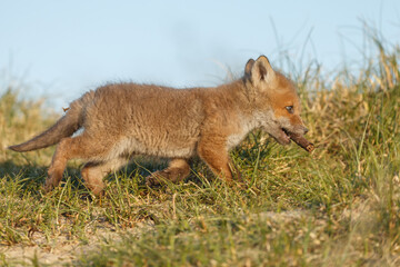 Red fox cub in nature on a springday.