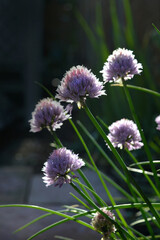 Portrait photo of a cluster of blue chive plants