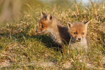 Red fox cub in nature on a springday.