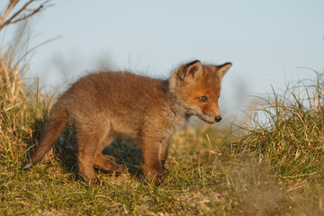 Red fox cub in nature on a springday.