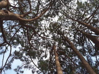 tree in the forest