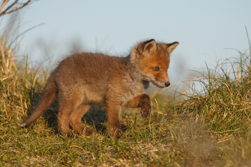 Red fox cub in nature on a springday.