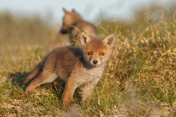 Red fox cub in nature on a springday.