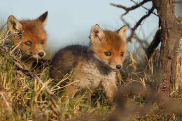 Red fox cub in nature on a springday.