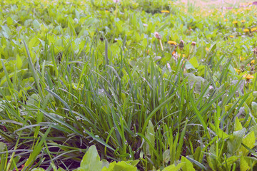 drops of dew on the grass after rain