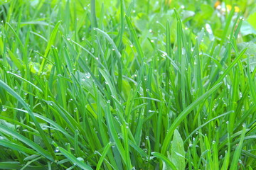 Obraz premium drops of dew on the grass after rain