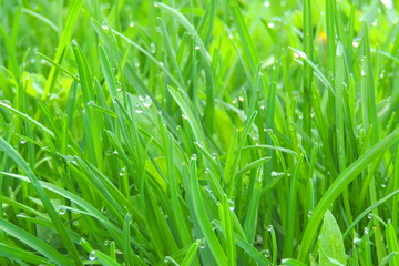 drops of dew on the grass after rain