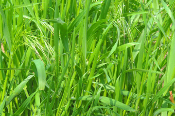 green grass in spring morning