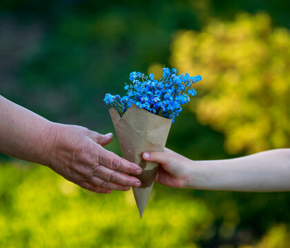 Hand Of An Elderly Person Accept From The Child A Bouquet Of Wild Flowers Blue Forget Me Nots In A Paper Package
