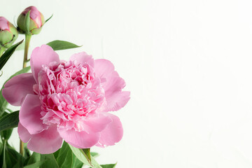 Beautiful pink peony flower on white background with copy space for your text. Romantic greeting card template.