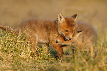 Red fox cub in nature on a springday.