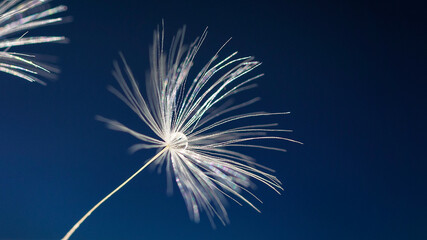Fototapeta premium Macro shot of a dandelion. A drop of water on a dandelion