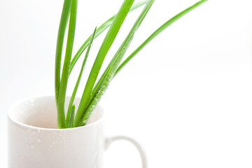 Green scallions are in water drops in white cup on bright background