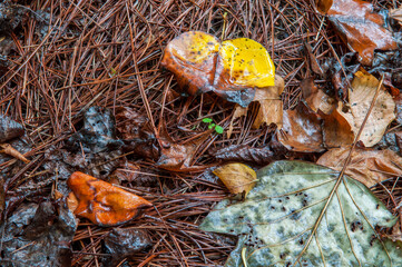 Wet colorful leaves and pine needles on the forest floor in autumn.