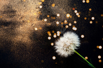 White inflorescences Dandelion on black background with golden sparkles. Blurred effect.
