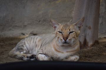 Cat young big brown kitten, pet animal male portrait of mammal background picture close up