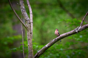 Common Chaffinch singing ( Fringilla coelebs ) on a branch in Teverener Heide Natural Park, Germany