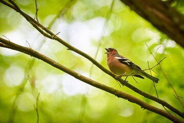 Common Chaffinch singing ( Fringilla coelebs ) on a branch in Teverener Heide Natural Park, Germany	