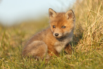 Red fox cub in nature on a springday.