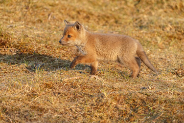 Red fox cub in nature on a springday.