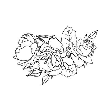 Hand drawn black and white rose flower. Floral design element. Isolated on white background. Vector