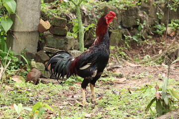 rooster on the farm