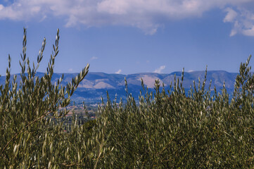 Greece, Zakynthos, Impressive ancient olive tree forest for olive oil production on zante island