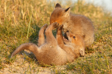 Red fox cub in nature on a springday.