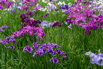 色鮮やかな菖蒲の花　東京都葛飾区　日本