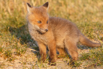 Red fox cub in nature on a springday.