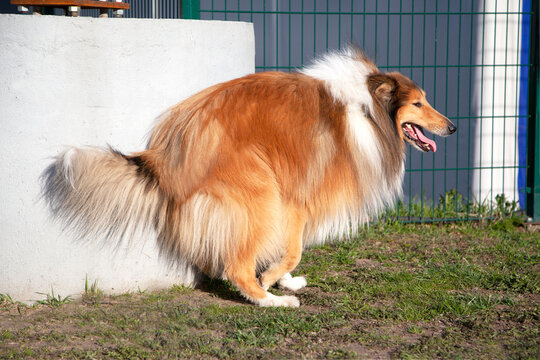 Funny ginger rough collie dog is shitting in city park 