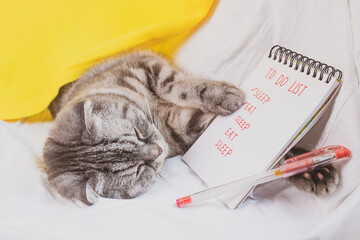 Gray scottish fold cat sleeping on a sofa with a notepad. The notebook contains a to-do list and...