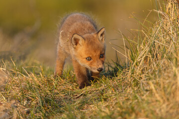 Naklejka na ściany i meble Red fox cub in nature on a springday.
