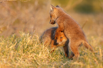 Red fox cub in nature on a springday.