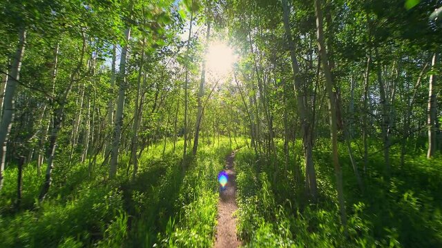 Forest pov walking on Sunnyside Trail in Aspen, Colorado in Woody Creek neighborhood in morning of early 2019 summer with wildflowers and dirt road path