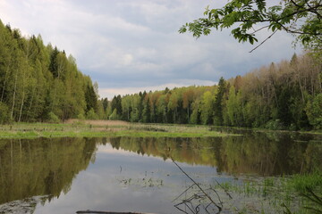 lake in the forest