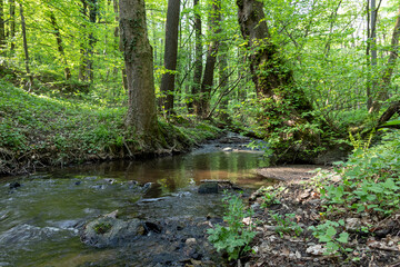 Green forest with mountain stream in Slovakia
